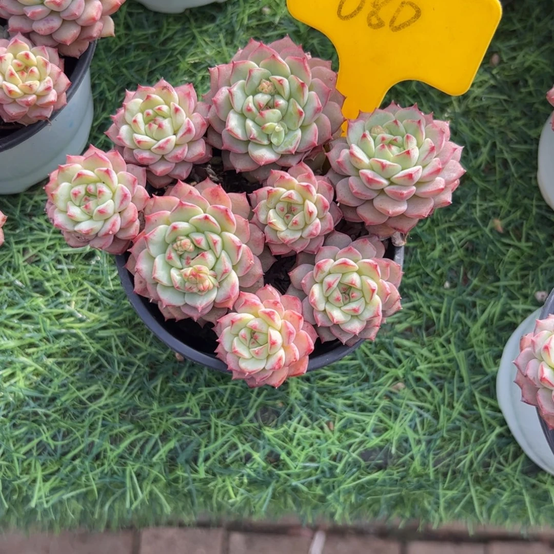 熊猫脸多肉植物保护