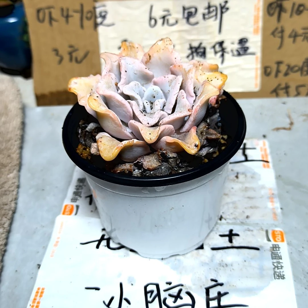 满6元包邮，白饺子皮老庄大颗