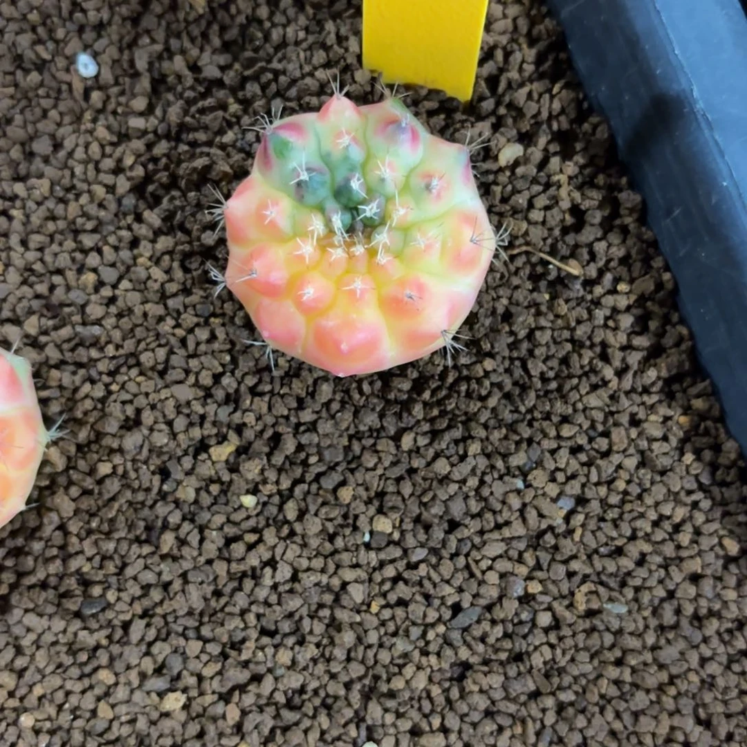 114-1222泰国发货多肉