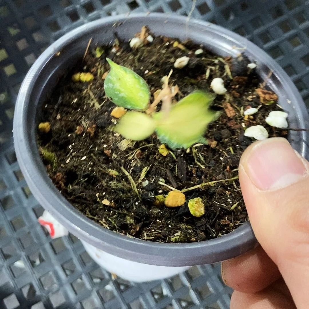 风***3完全开放小章鱼内锦