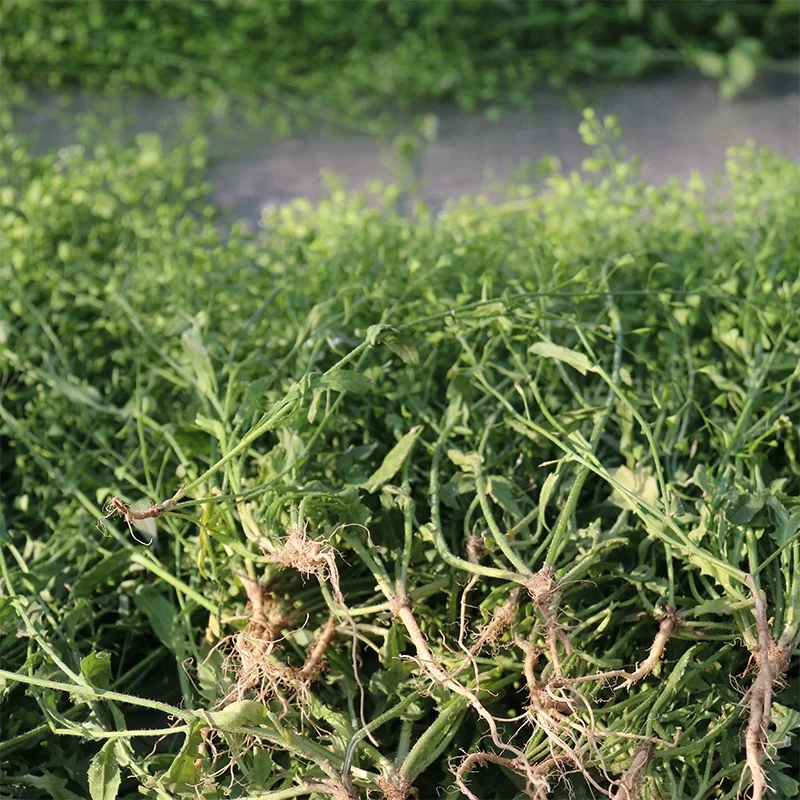 晒干河南露天开花老荠菜 野生带跟三月三煮鸡蛋营养价值高