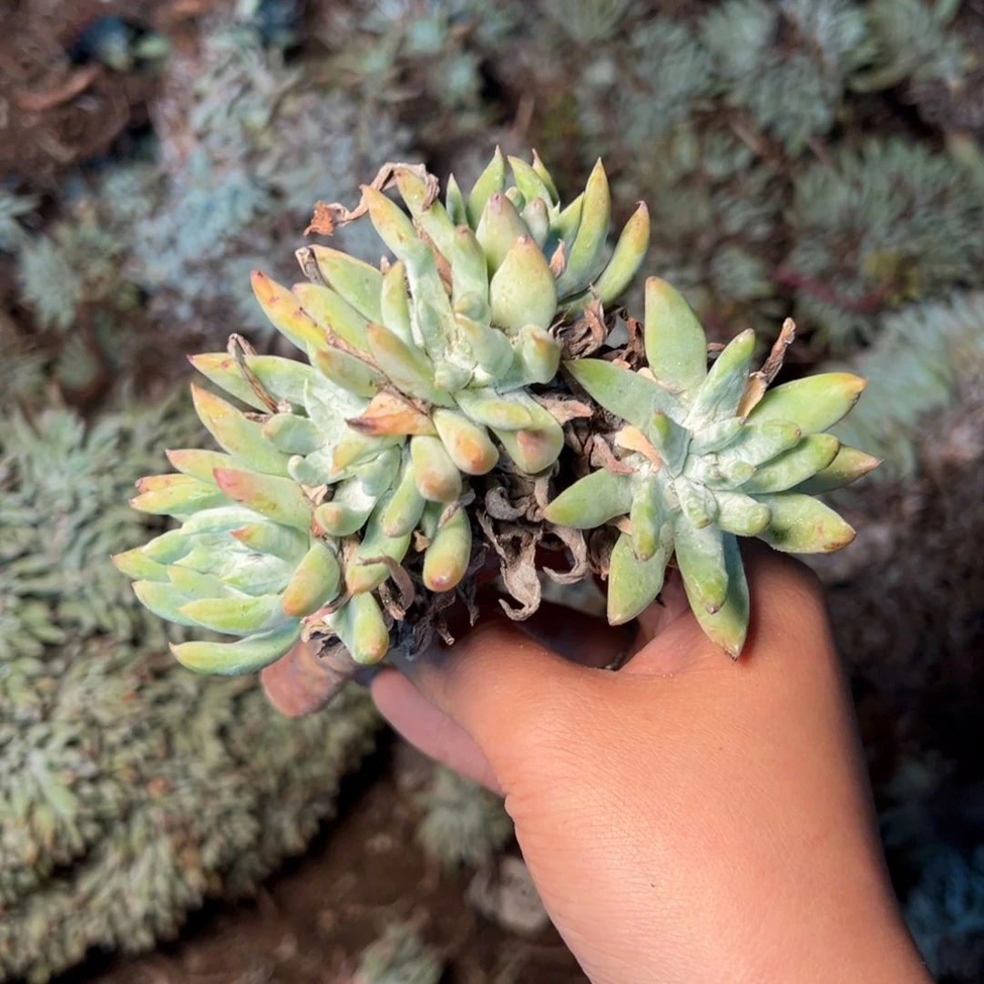 3354哈哈哈哈哈哈哈哈哈