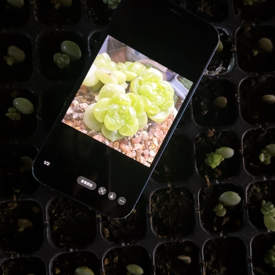 暴富芝麻苗一个满25包邮