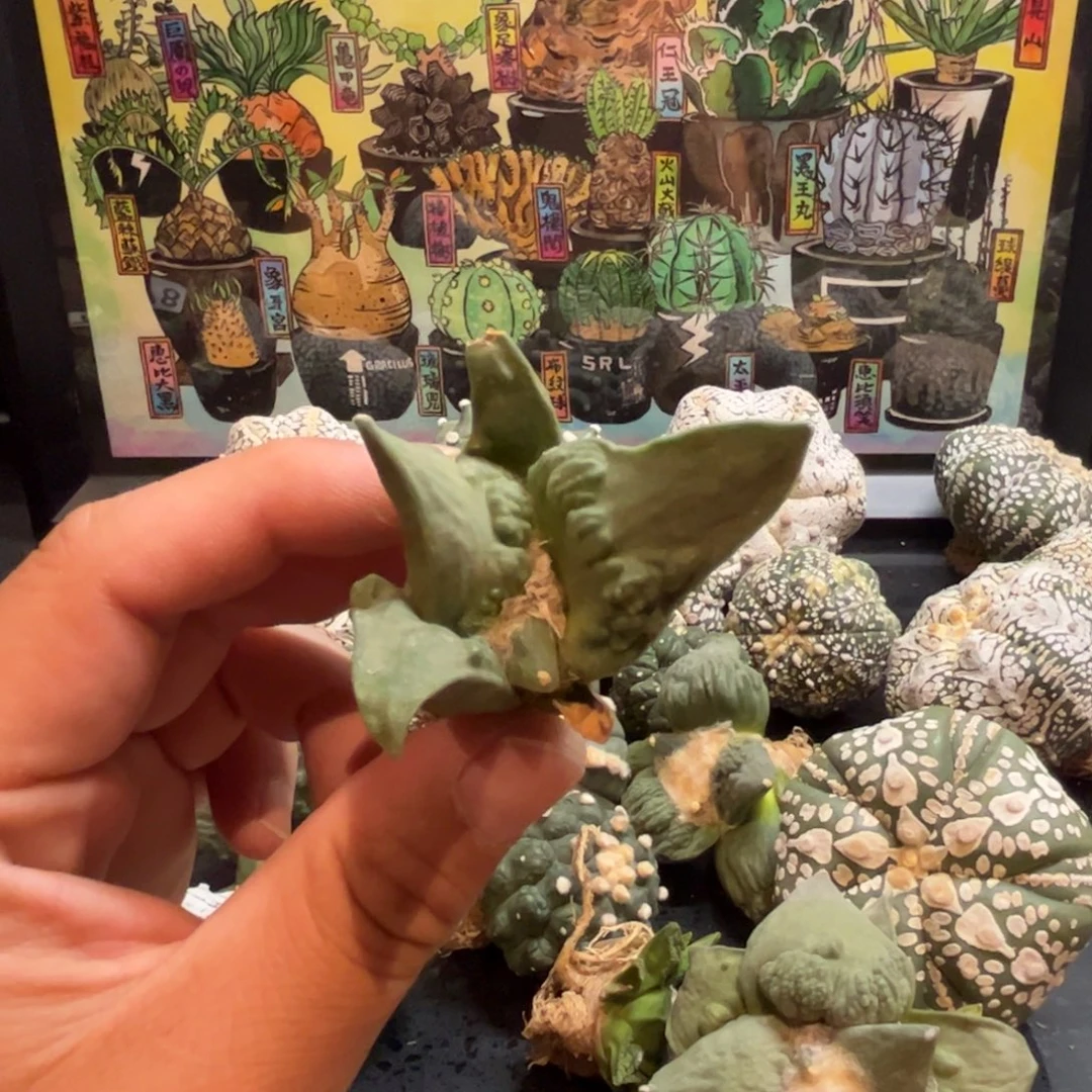 无花朵379实生怒涛mm