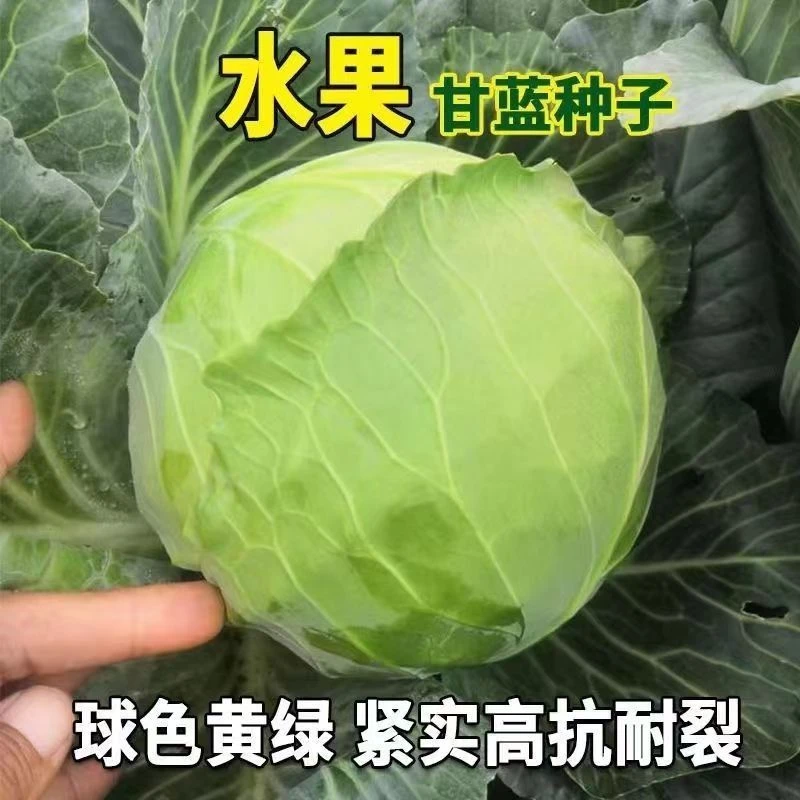 【水果甘蓝种子】产耐寒四季播卷心菜白菜种子籽田园盆栽蔬菜种子