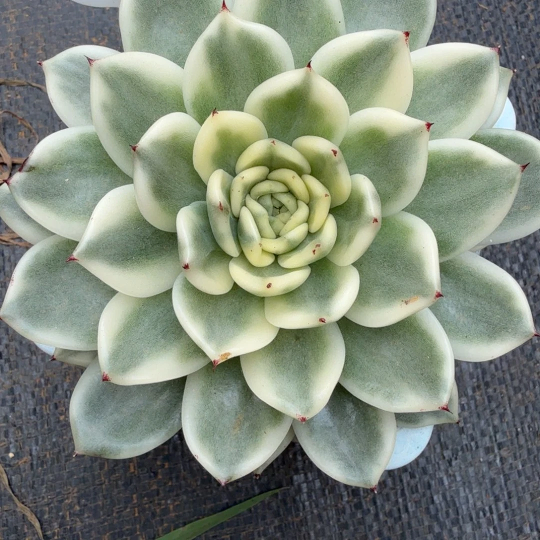 黑曜石锦，锦上园艺一物一拍