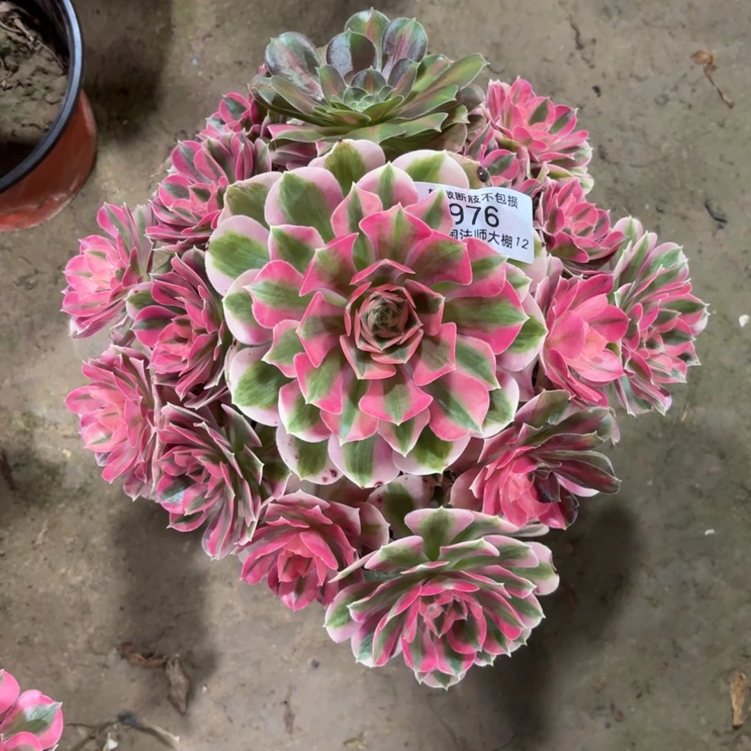 976粉女巫多肉植物法师