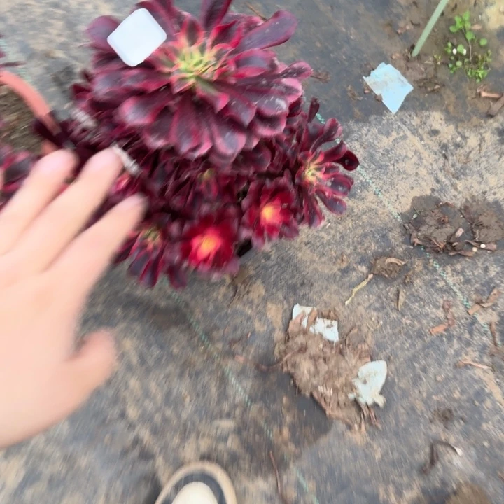 刘***坤一单包邮不包侧枝18