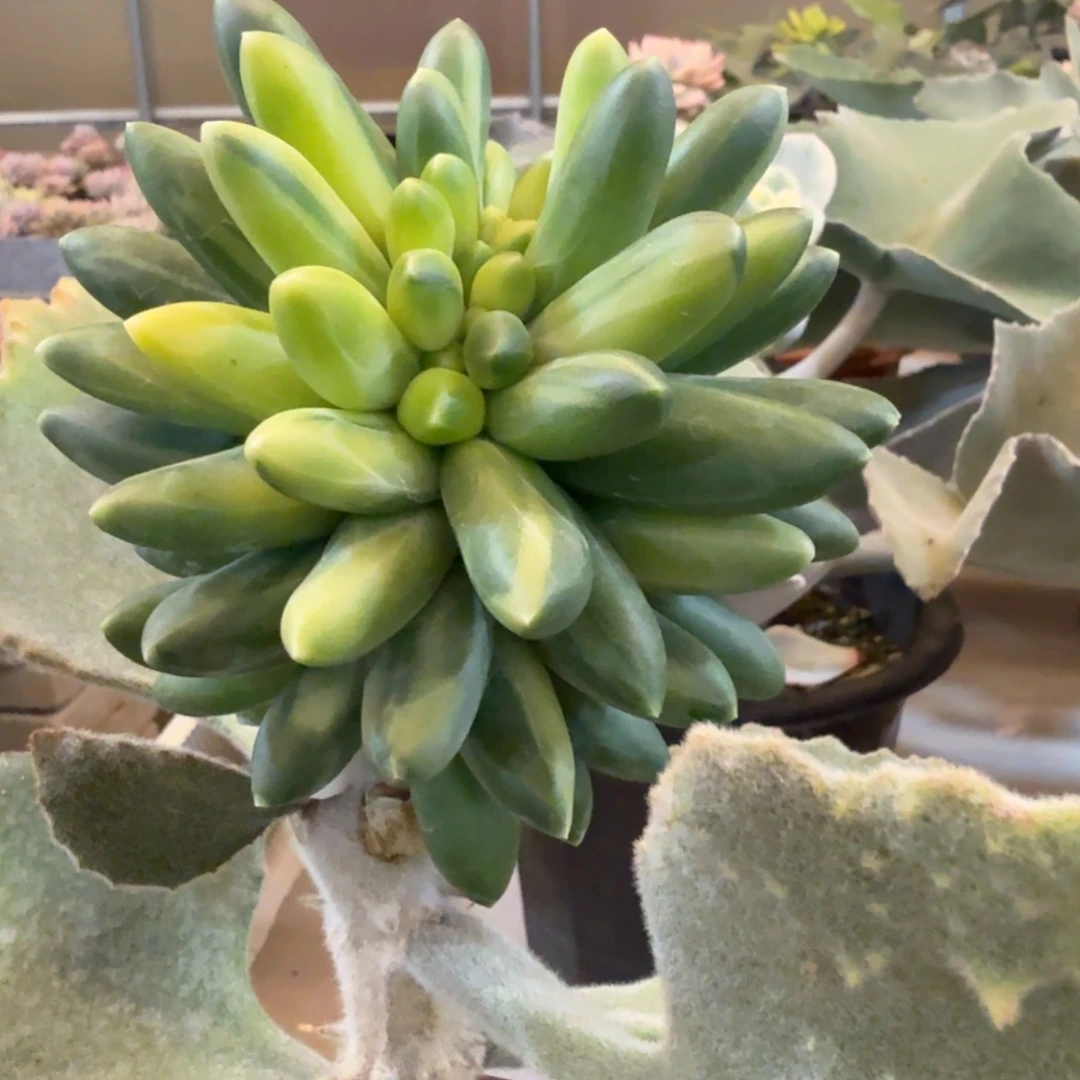 千代田拉丝缀 安吉园艺