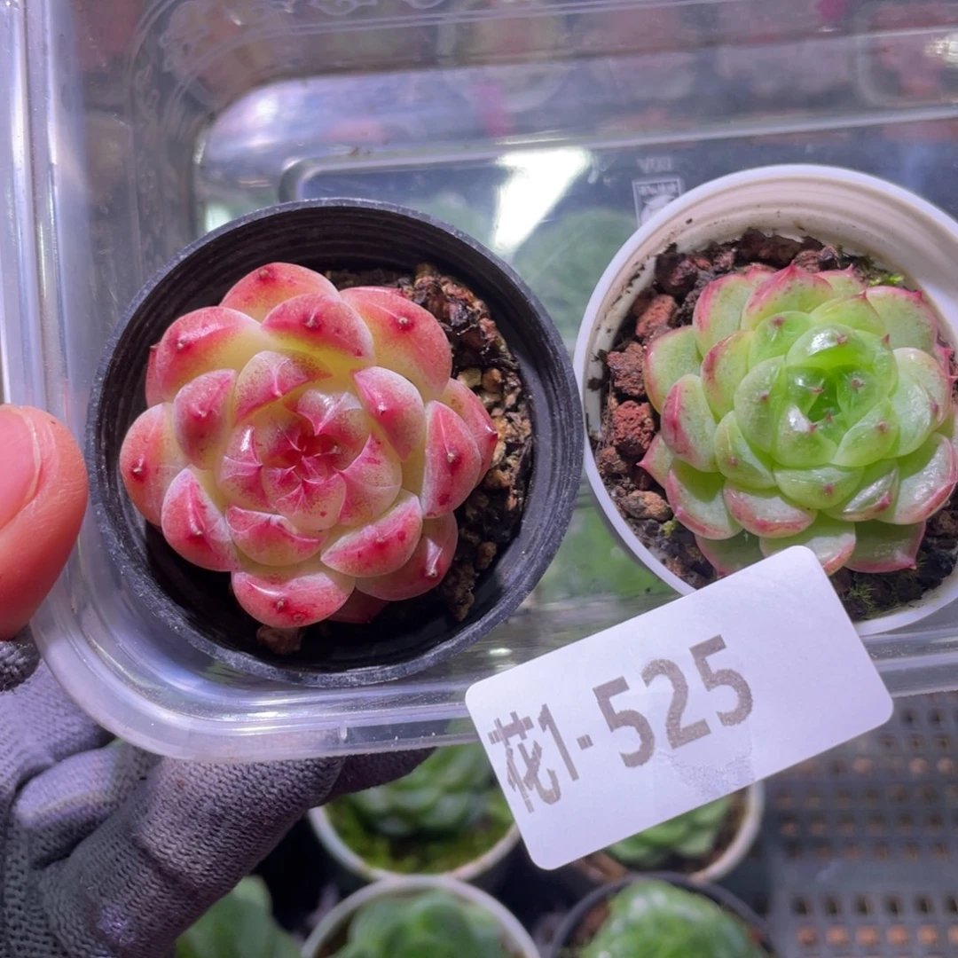 花利美1-55多肉2颗
