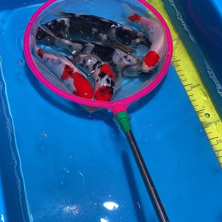 锦鲤纯种血统锦鲤观赏鱼