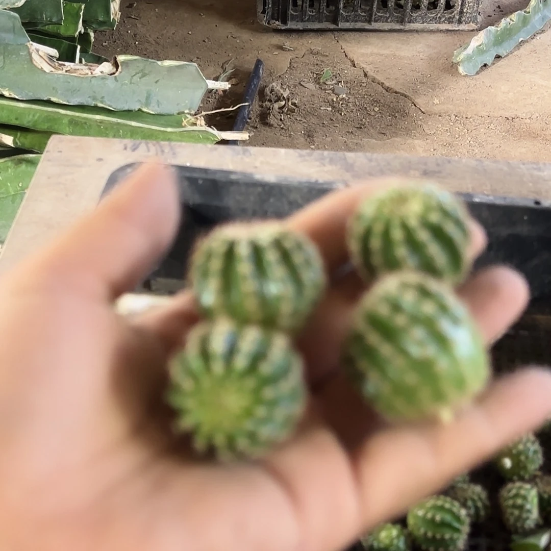 小油菜很小的一个无根