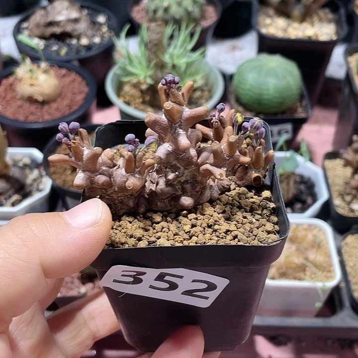 352蛮鬼塔厚墩菊块根