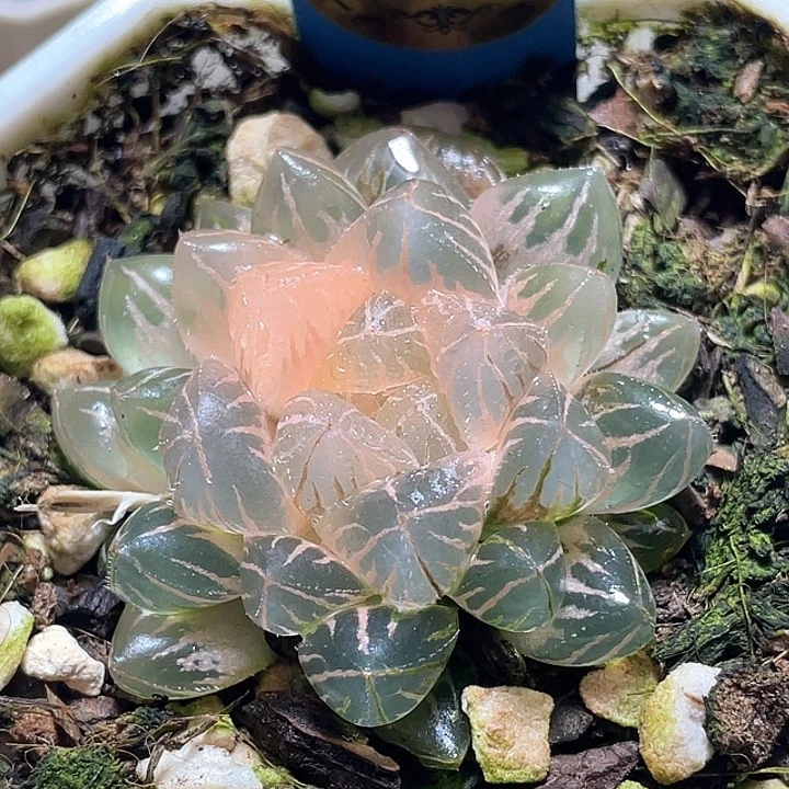 684糊斑绯桃锦一物一拍
