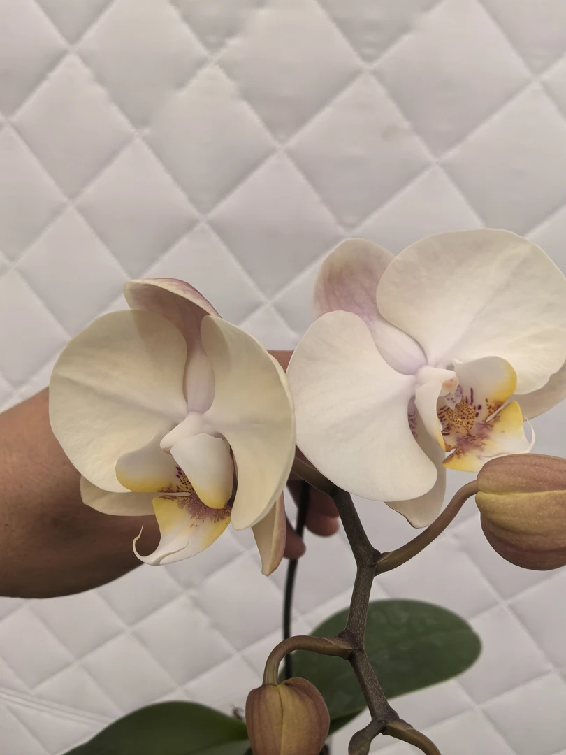 蝴蝶兰盆栽油画3.0寸苗1株（只是苗，根系一般）