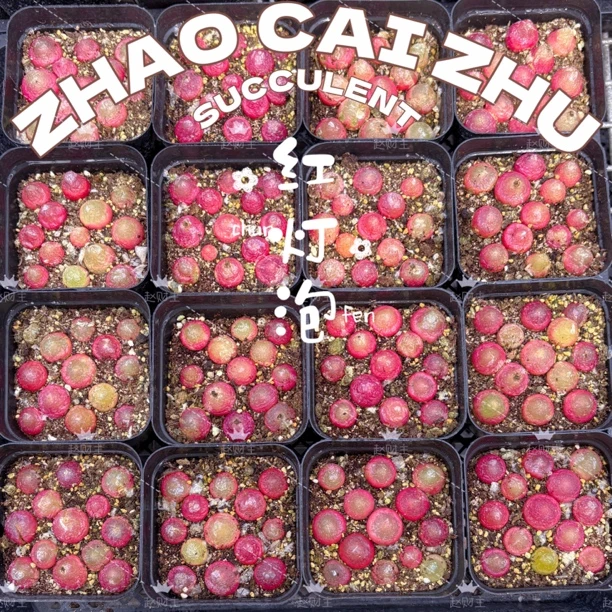 跑量一整盒红灯泡13颗带盆(随机)