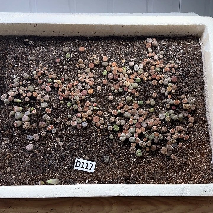 D117 生石花整箱脱土包邮