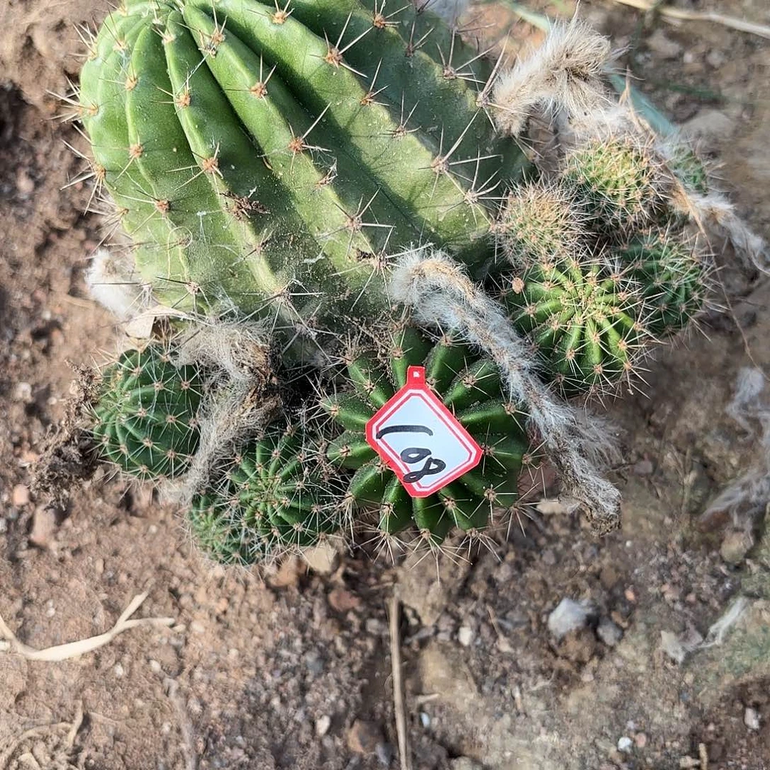 108瑕疵掉侧牙无售后