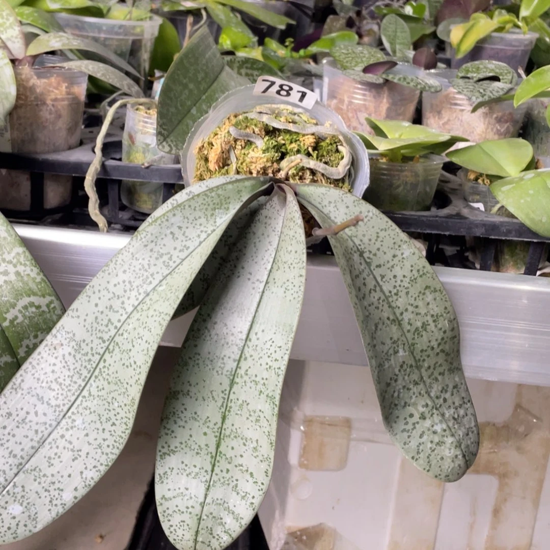 完全开放781福利多多