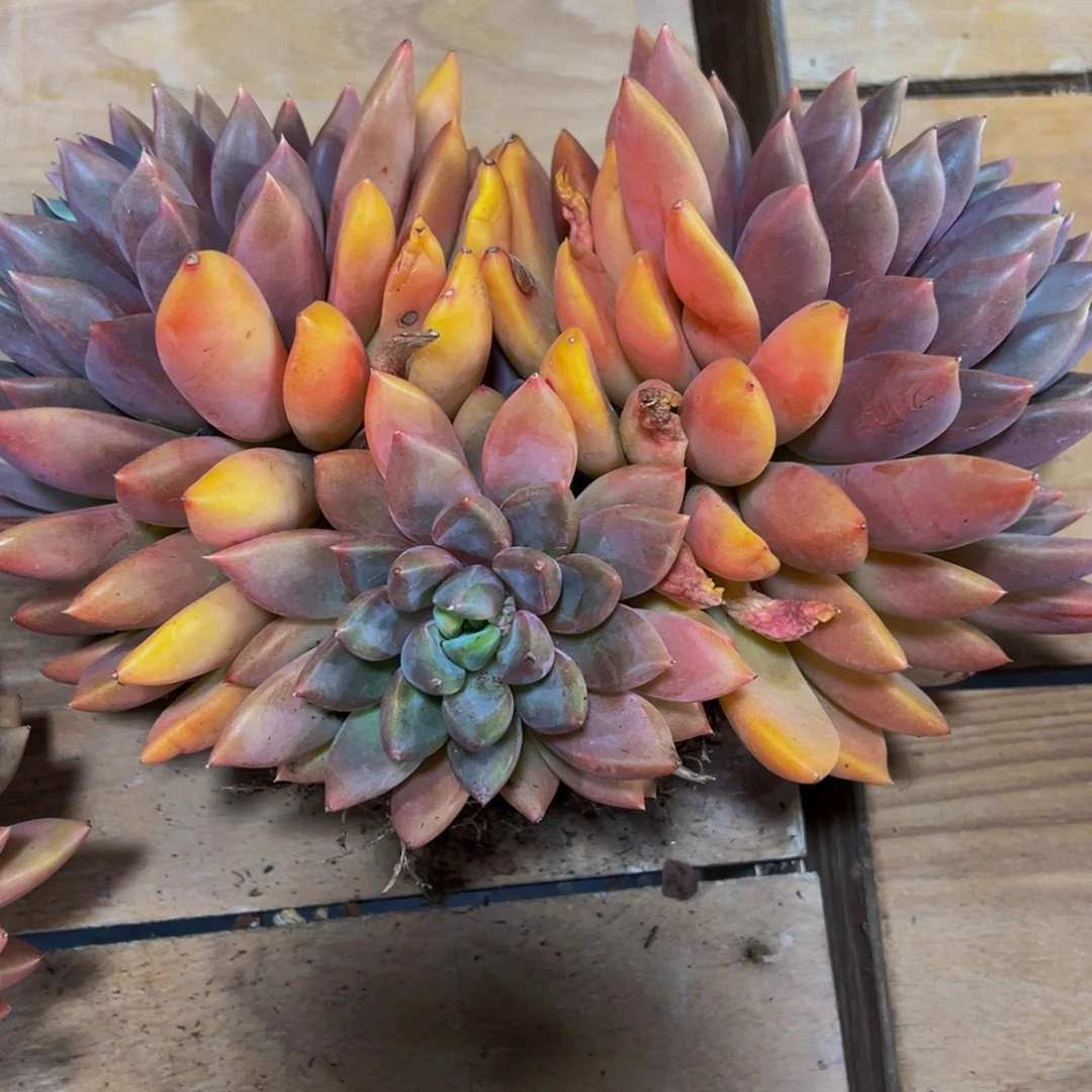 半*红象牙一颗肉肉寄养