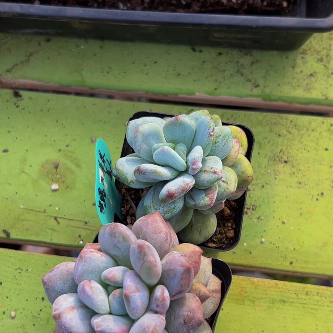 陈***太71多肉植物和植物在这里