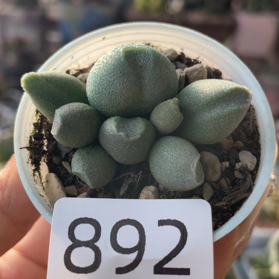 柳**卡     哈密瓜。  892。