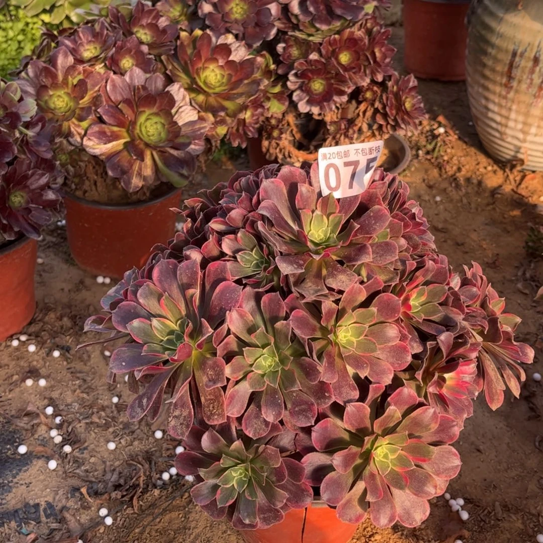 金丝雀075不包断枝