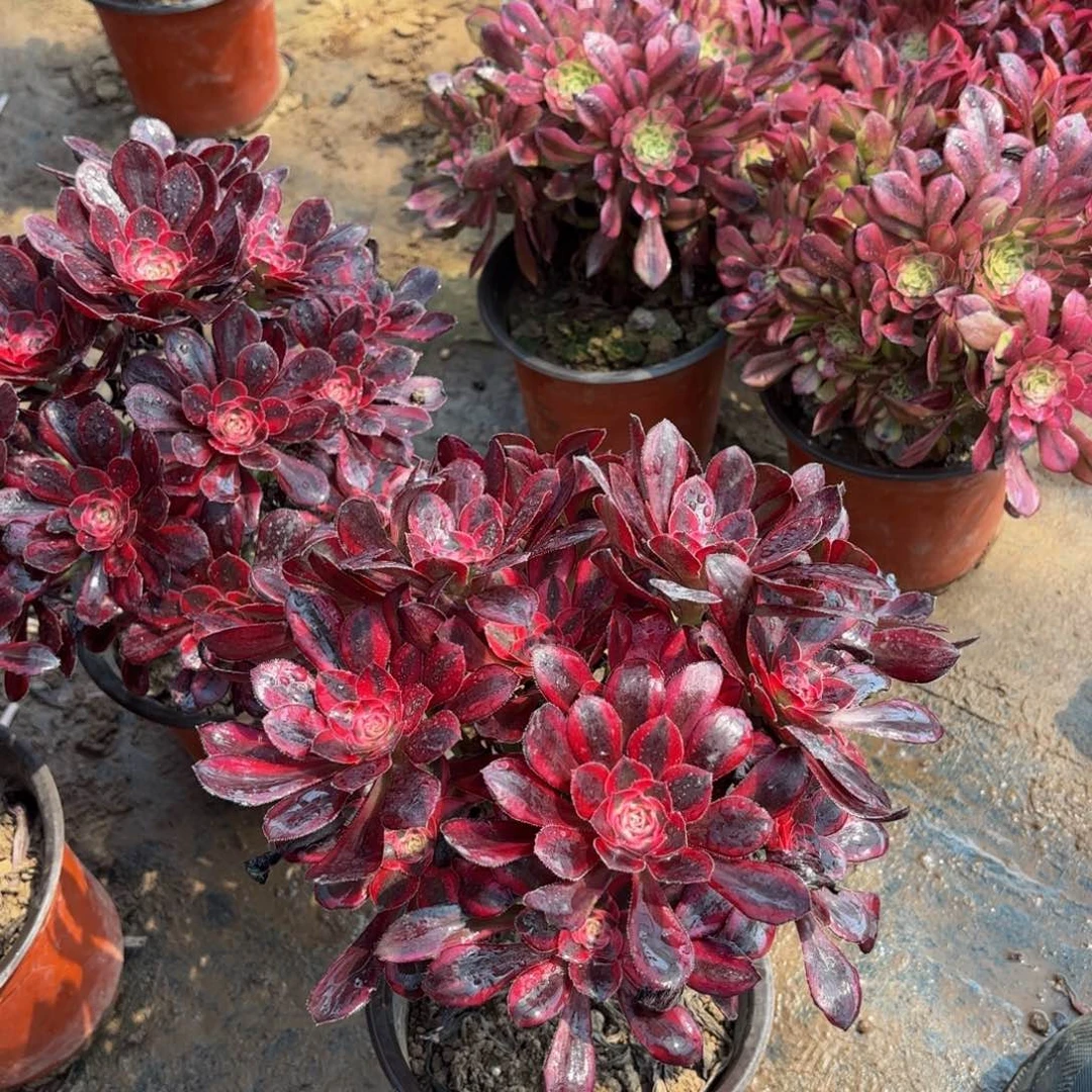 香奈儿掐心9.9多肉植物