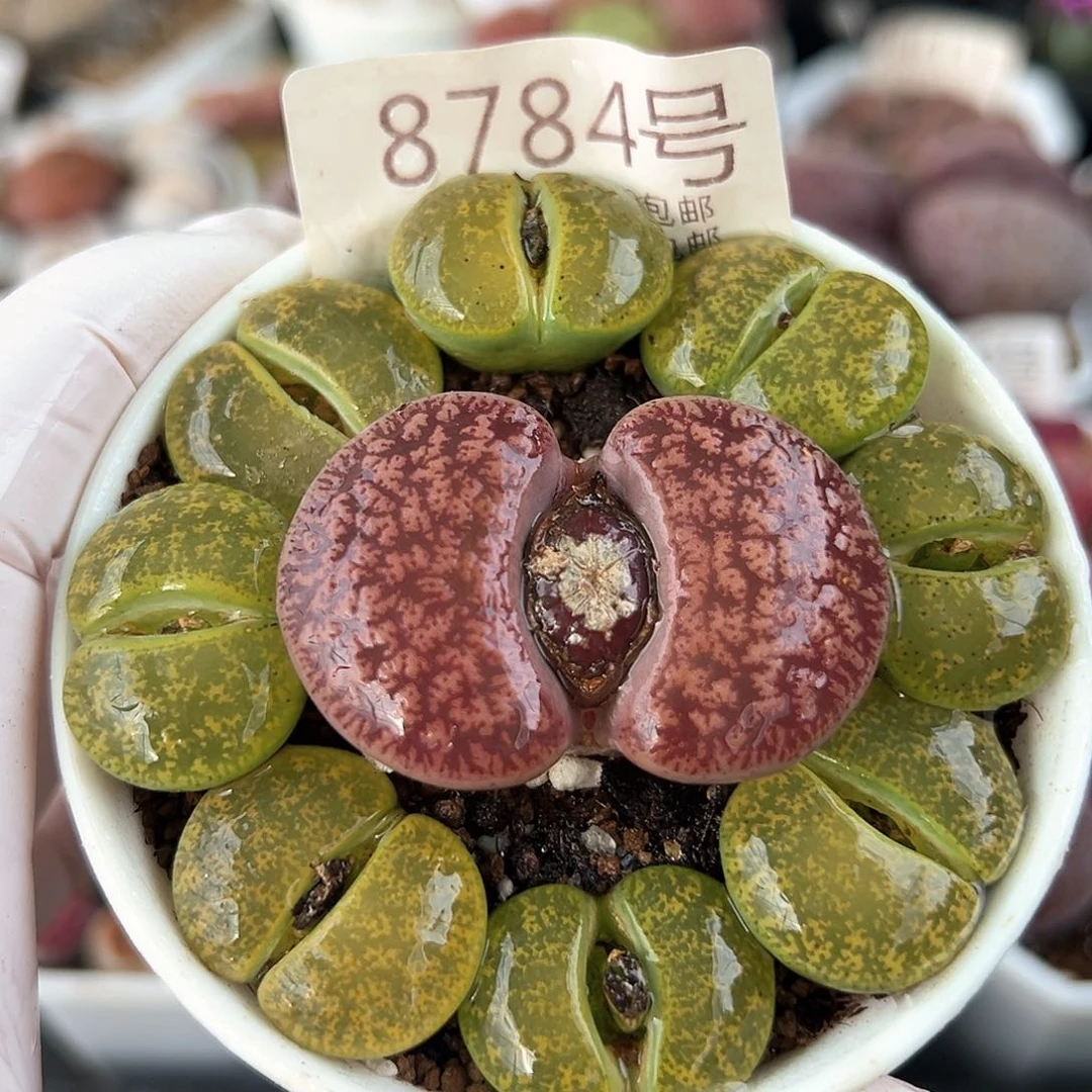 好养易活生石花大母本8784