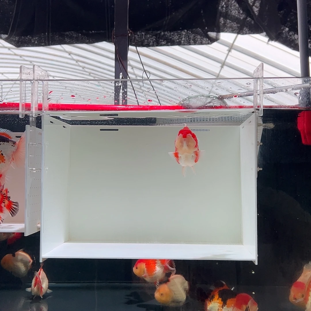 A***.海水鱼a一条红白玛丽