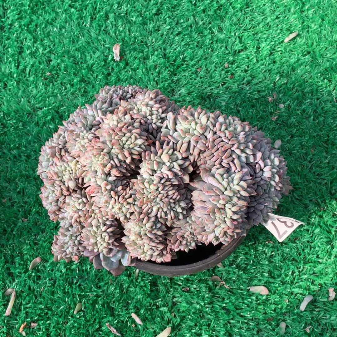 137橙子缀多肉植物有瑕