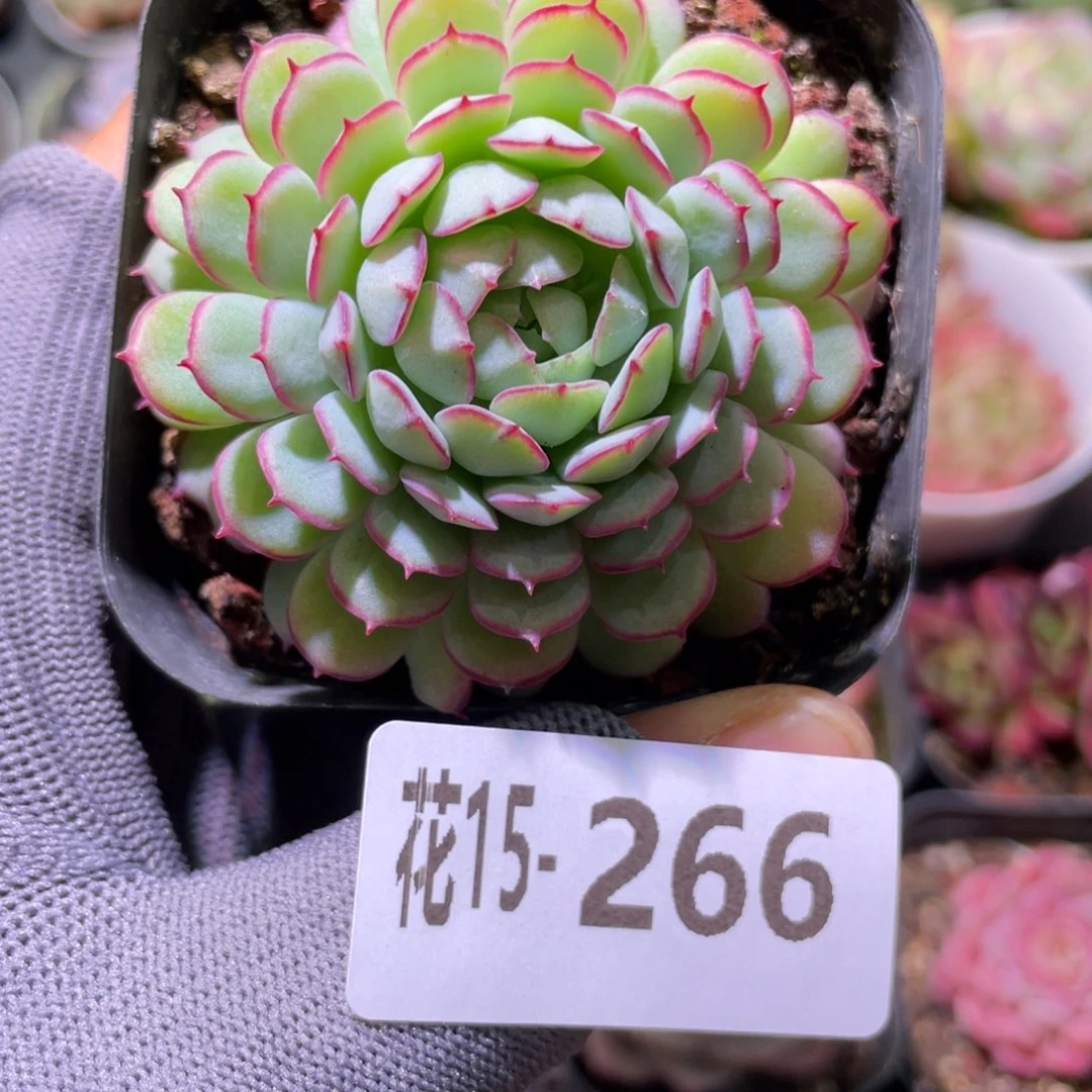 花利美15-266小红船