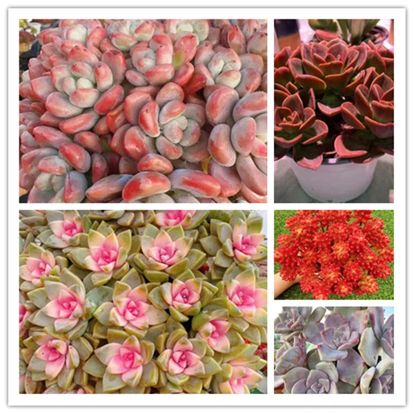 x樱花+洛神组合 喜阳耐旱 新手好养 带盆带土发货