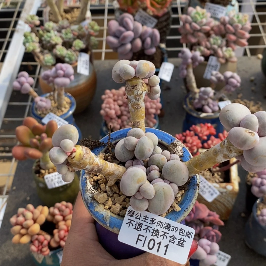 芭比奶酪011/9c m