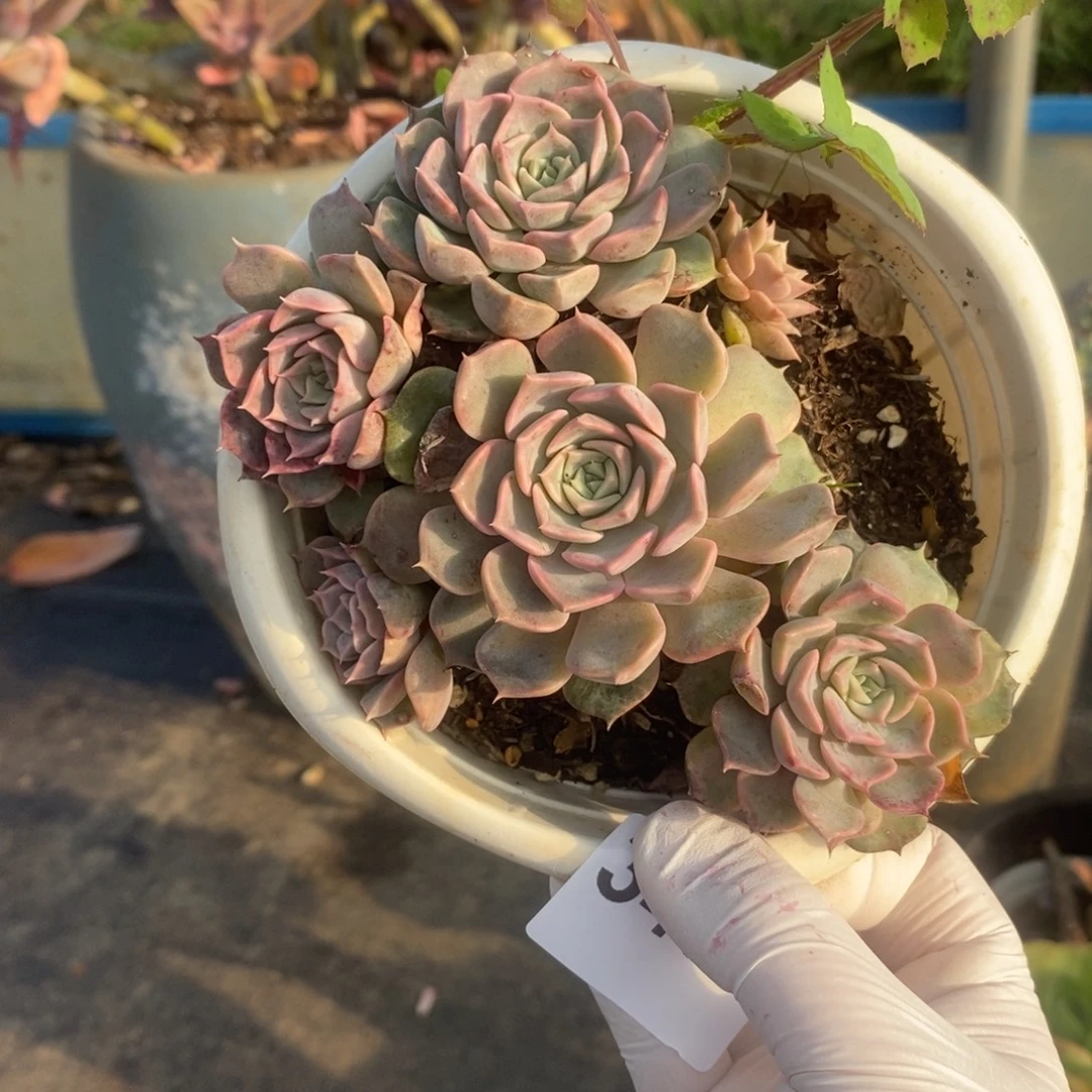 3457欧版海琳娜一物一拍