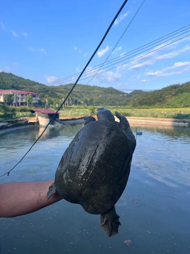 外塘九年生态老甲鱼 包活到家