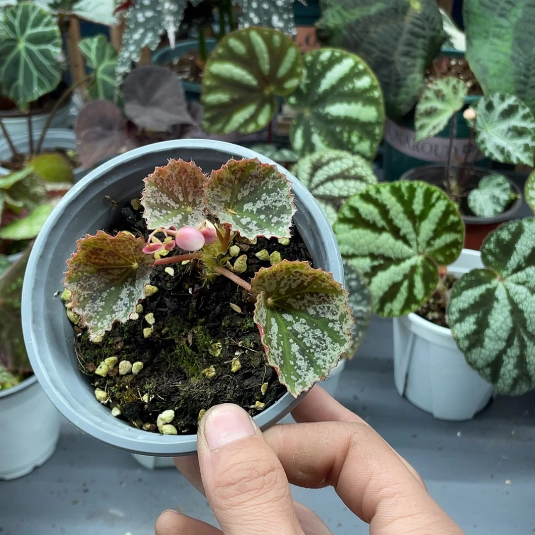 完全开放没发色雪杯