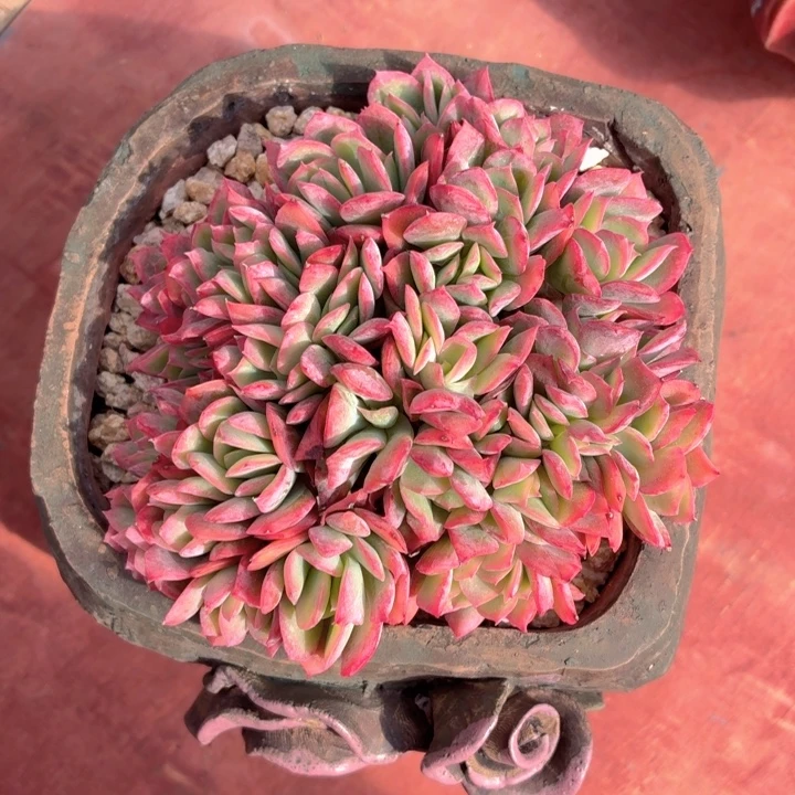 多肉植物 绮罗缀-4