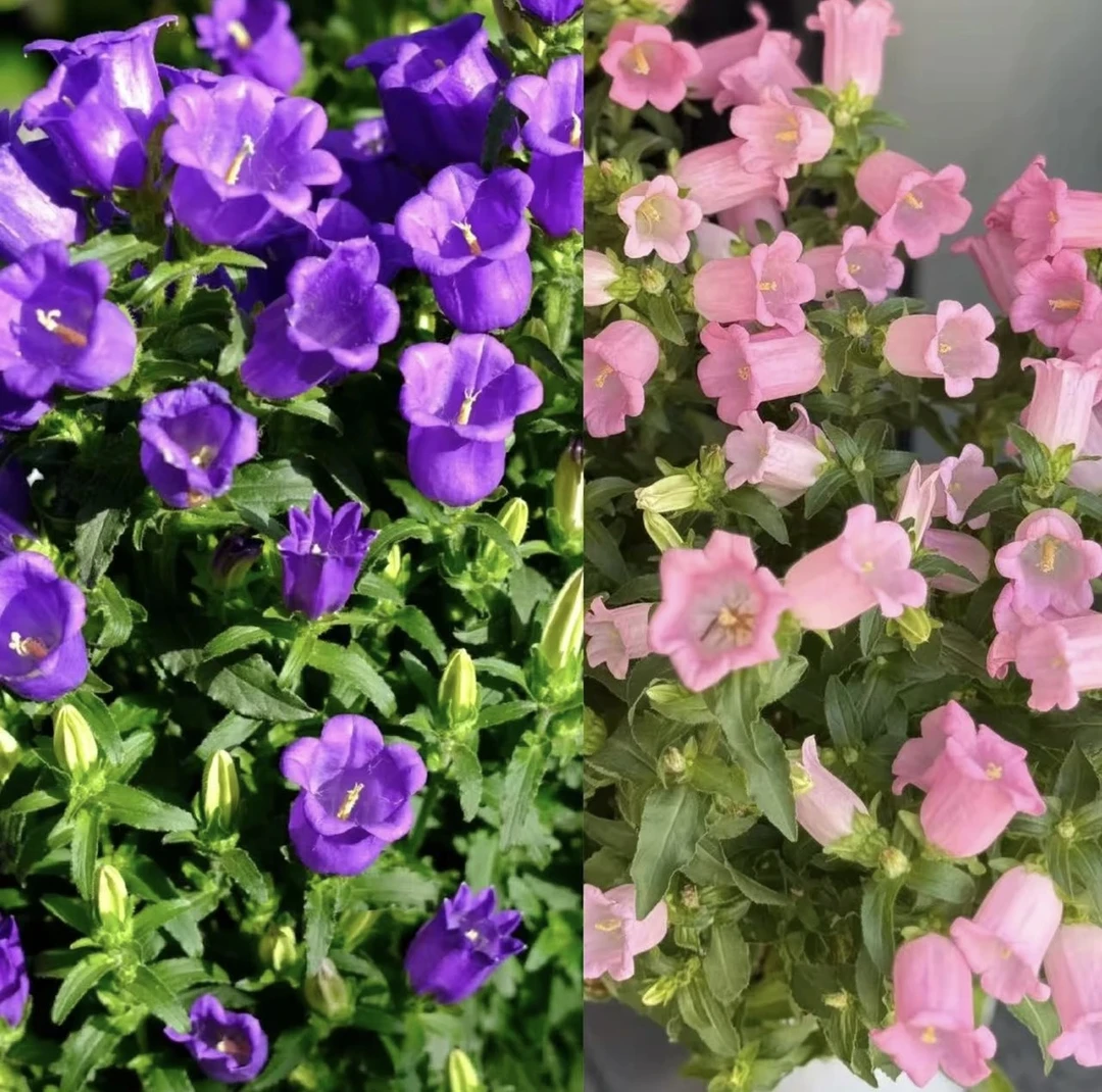 酒杯风铃草【2盆装】盆栽庭院阳台爆花强 宿根草本花卉 新手易养护