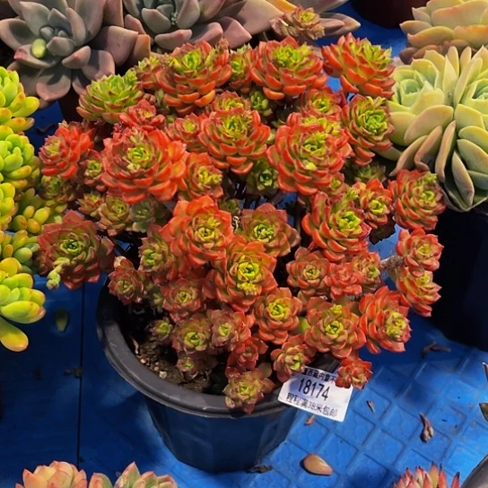 用****4蒂亚1874多肉