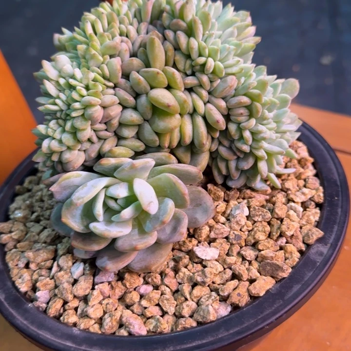 星影树缀无砍多肉