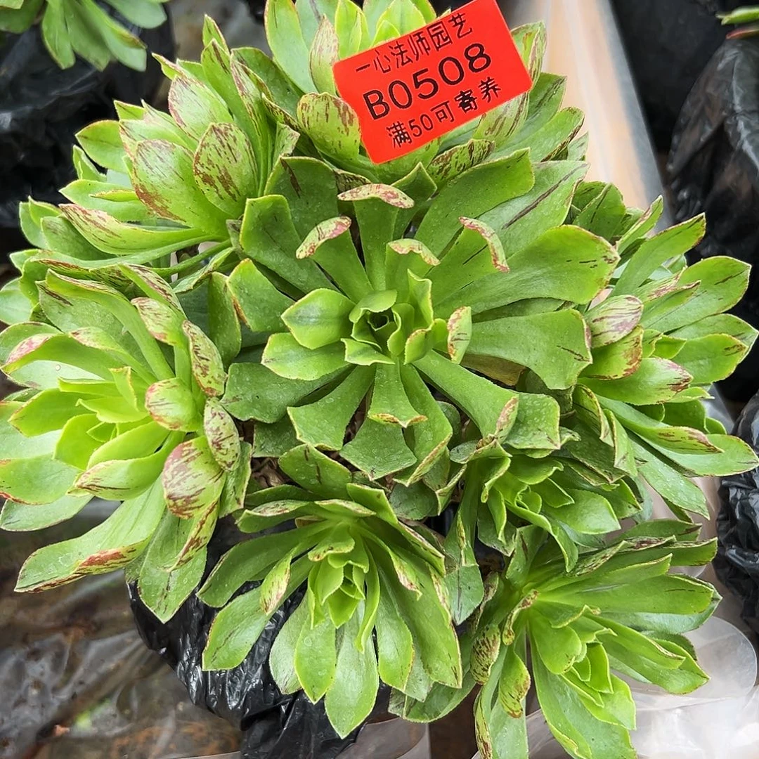 0508多肉植物荷花