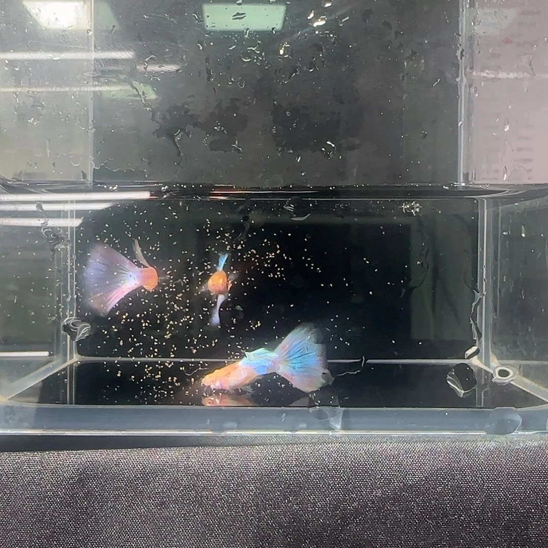 孔雀鱼关注主播可以竞拍