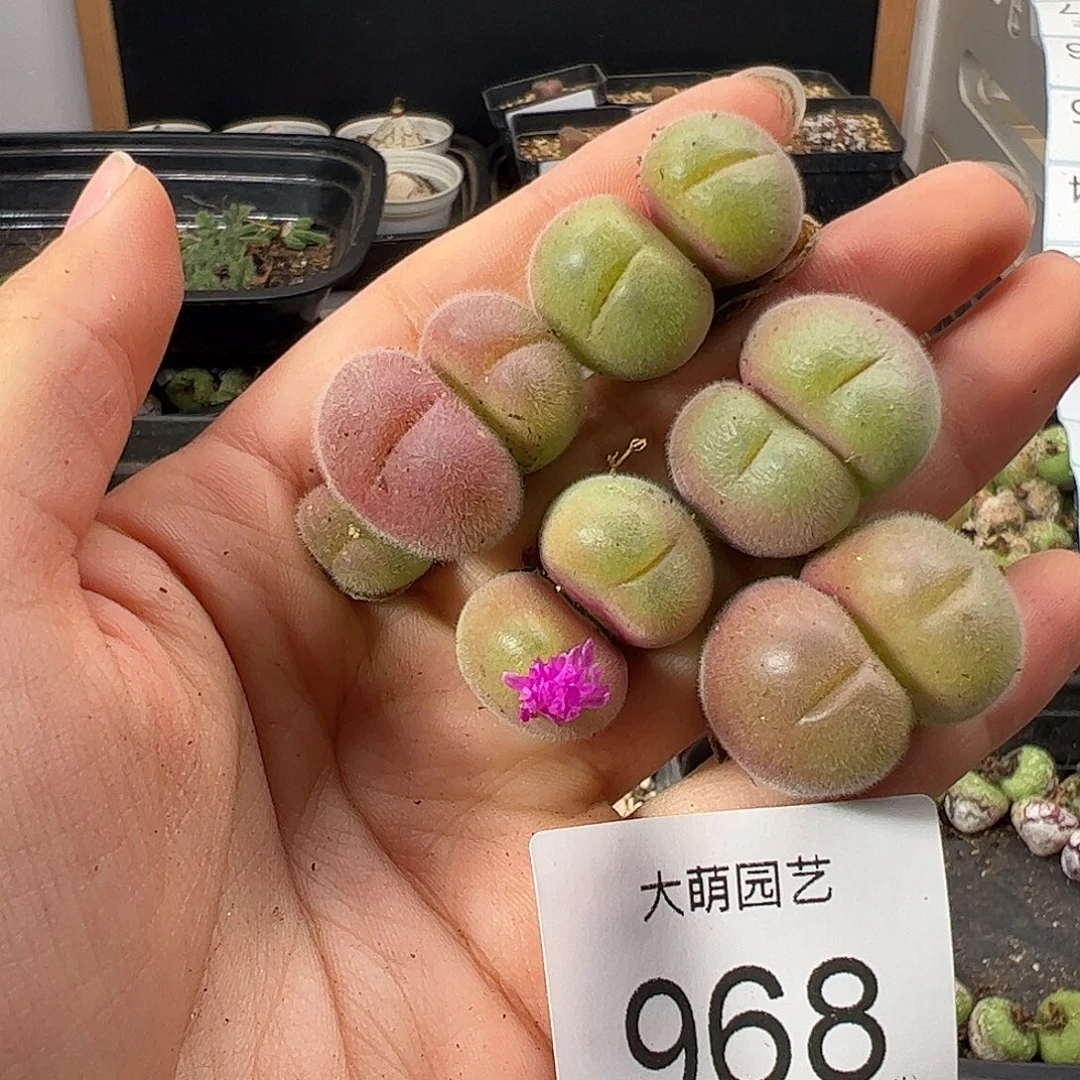 一物一拍             968