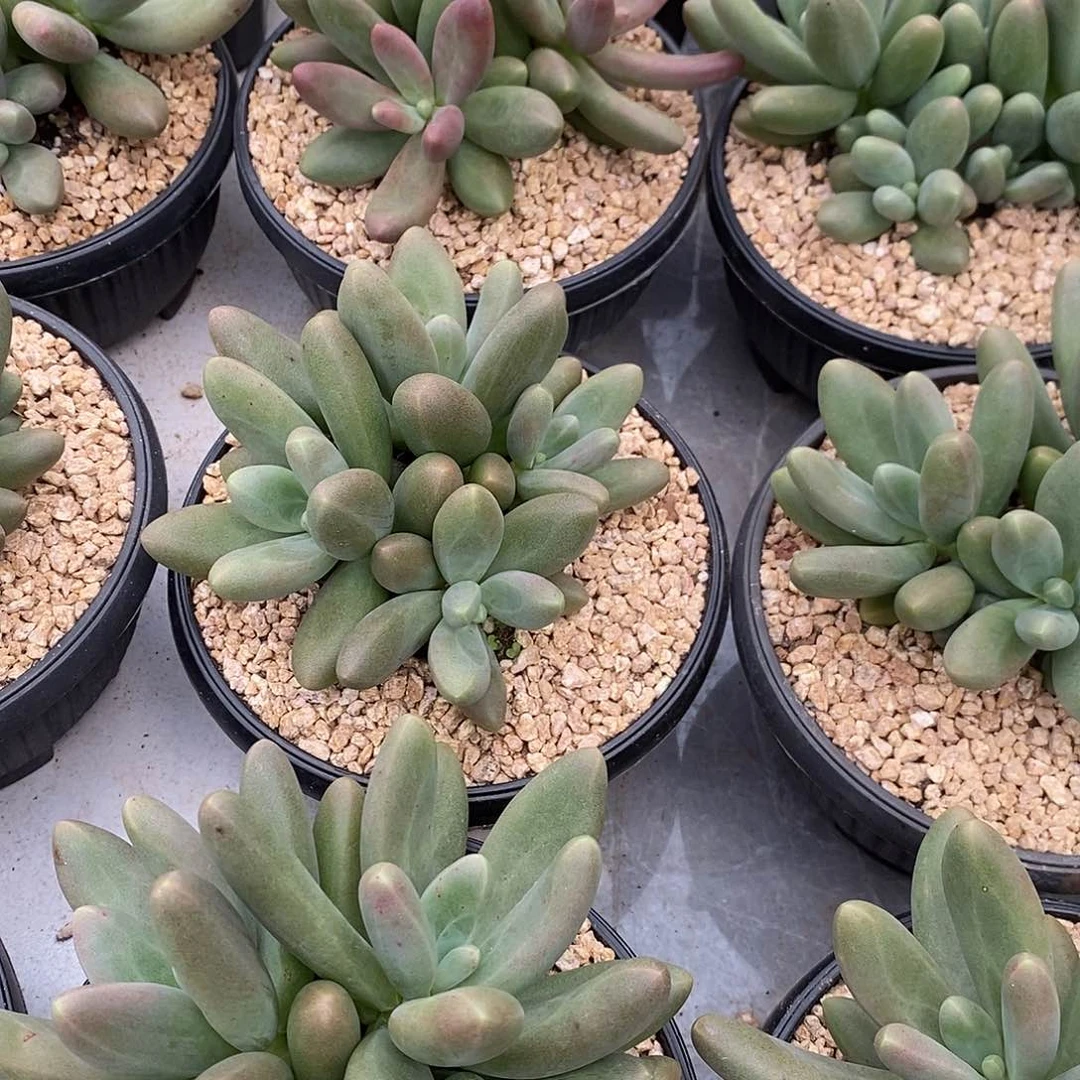 糖果美人群生14厘米可挑