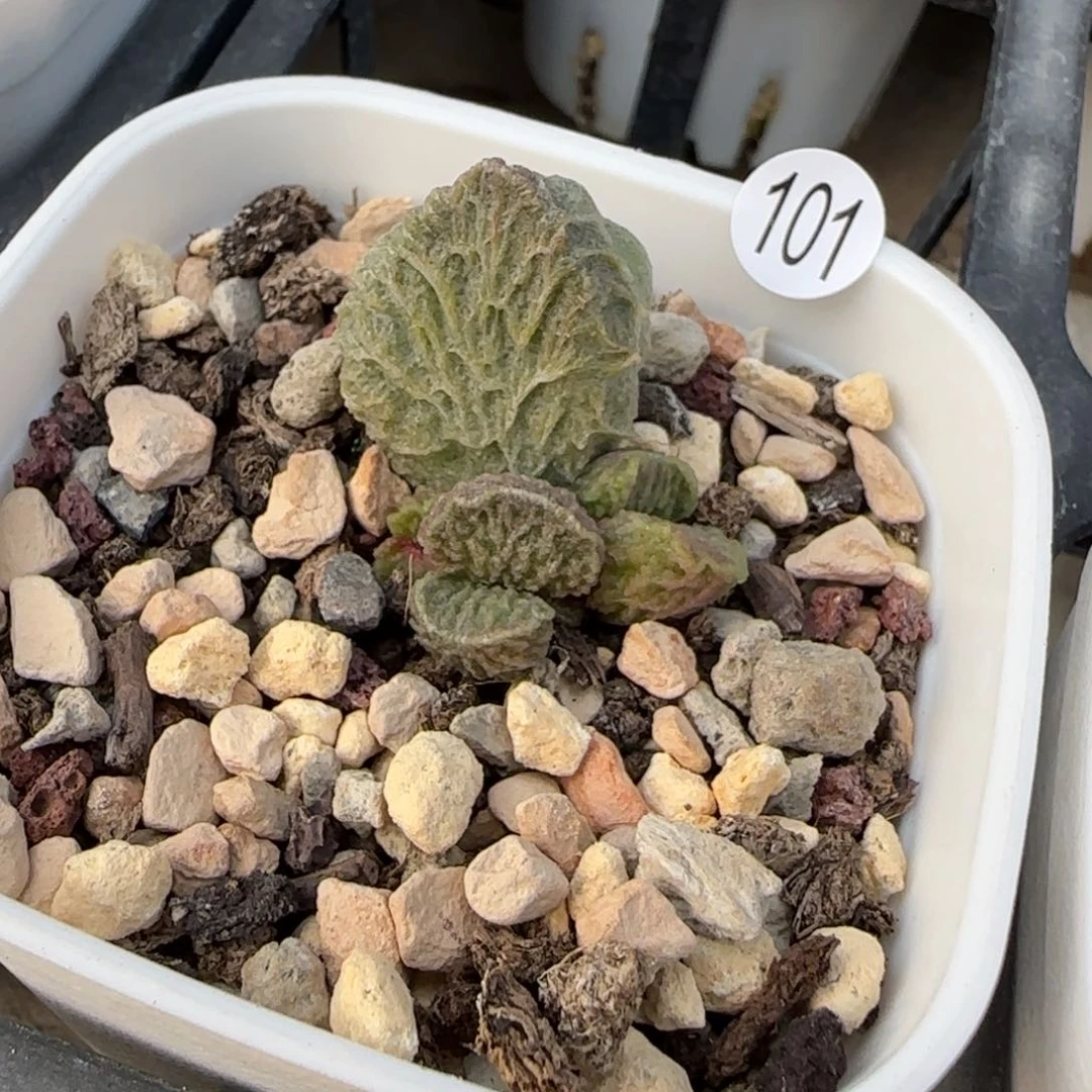 壹***店大鱼海棠水泡多肉植物10101