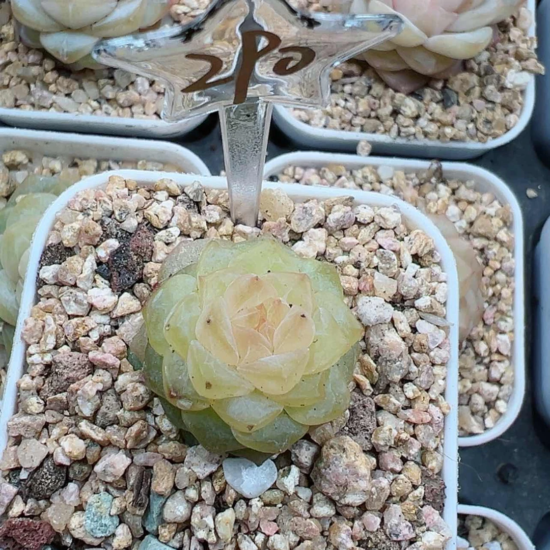 【闪购商品】290哈哈哈哈哈哈哈哈