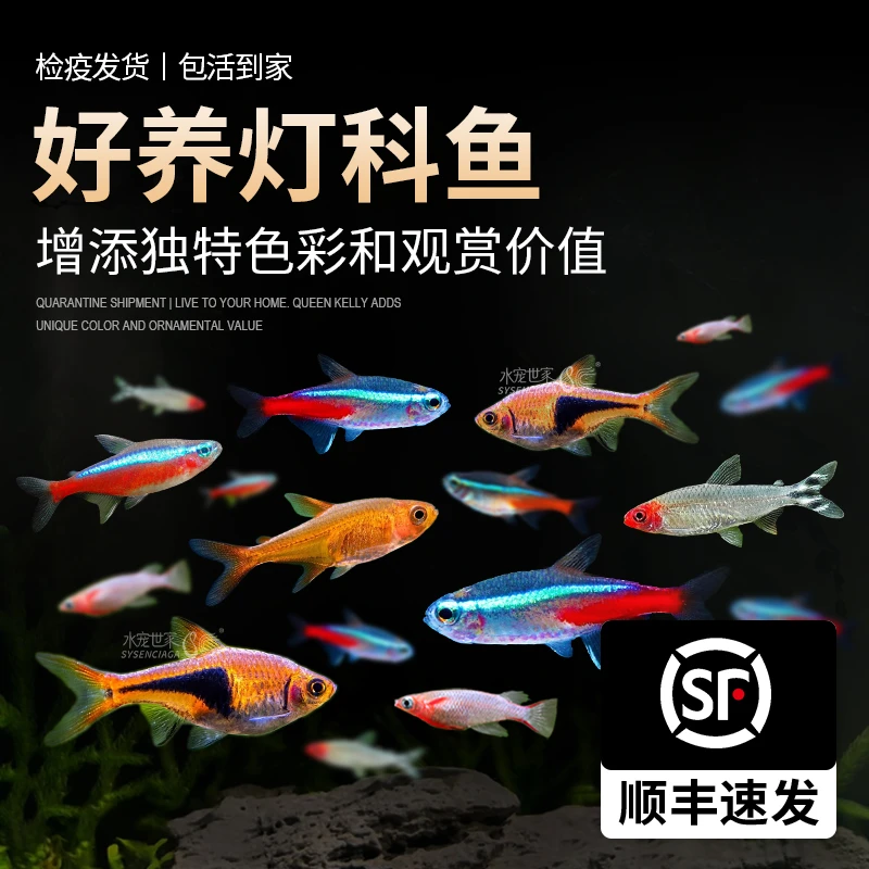 【直播套餐】甜心柠檬红绿活体皇后凯莉小型灯科鱼热带美人帝王灯