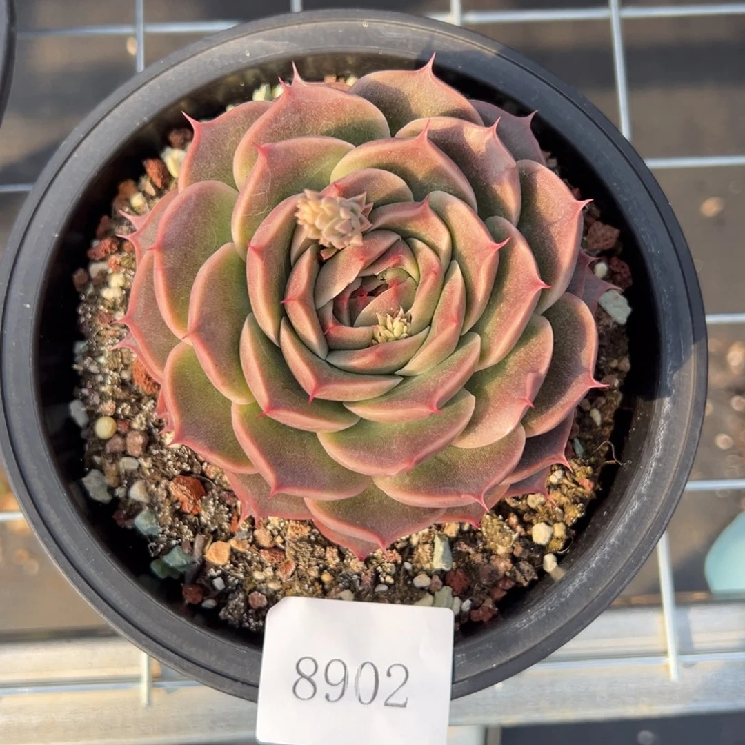 8902多人的反反复复