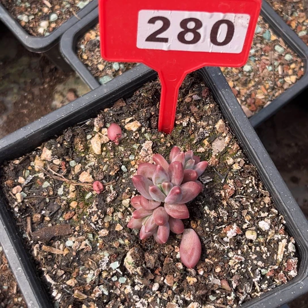 多肉植物紫体伊卡鲁斯280